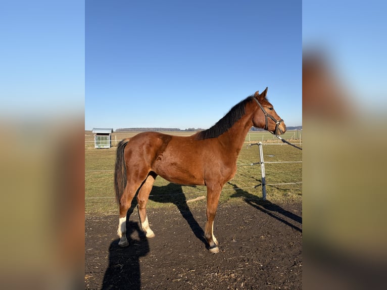German Sport Horse Mare 2 years 16,1 hh in Biberach an der Riß Bergerhausen