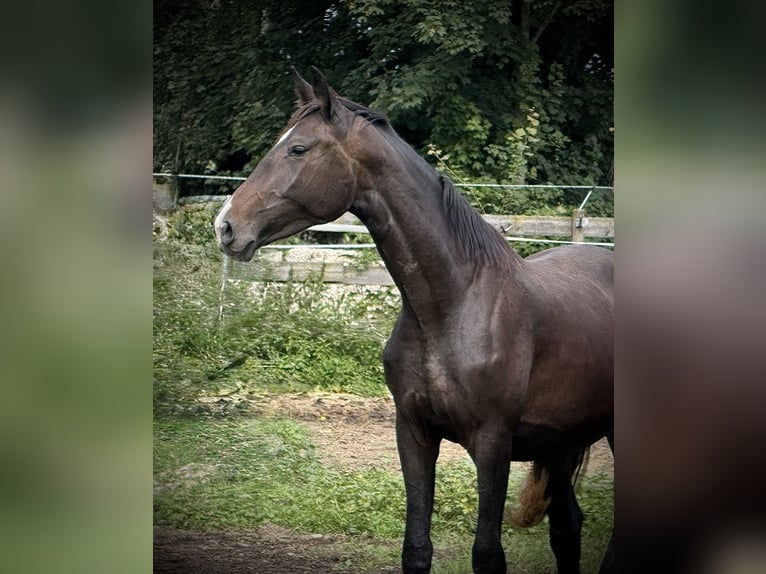 German Sport Horse Mare 2 years 16,2 hh Bay-Dark in Schwendi