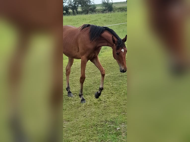 German Sport Horse Mare 2 years 16,2 hh Brown in Bad Sulza