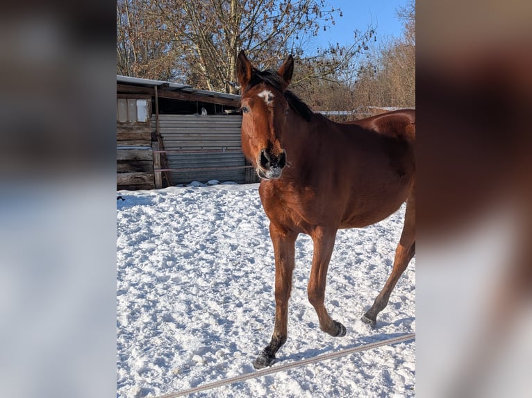 German Sport Horse Mare 2 years 16,2 hh Brown in Bad Sulza