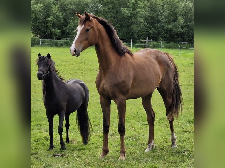 German Sport Horse Mare 2 years 16,2 hh Chestnut-Red in Bad Saulgau