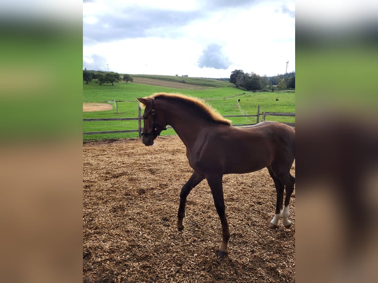 German Sport Horse Mare 2 years 16,2 hh Chestnut-Red in Bad Saulgau