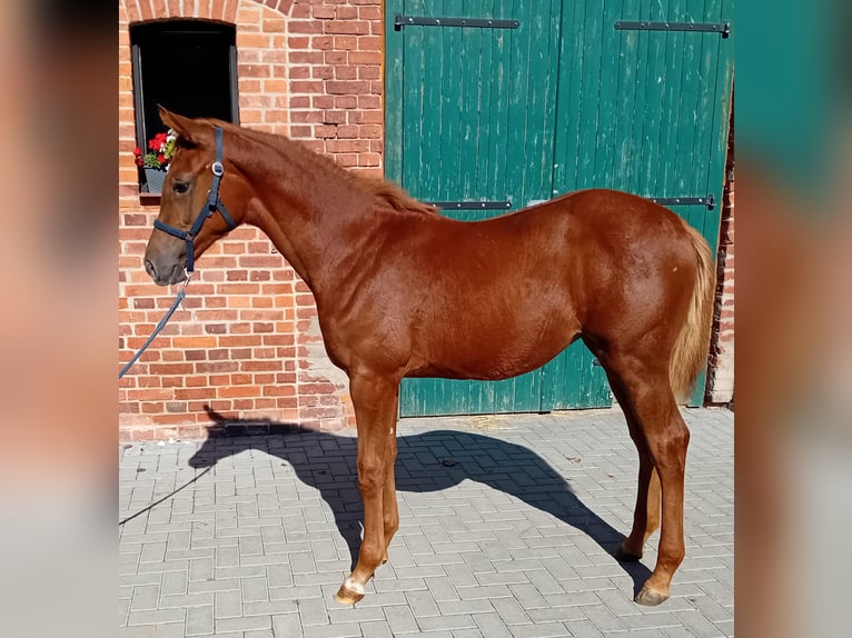 German Sport Horse Mare 2 years 16,2 hh Chestnut-Red in Milower Land