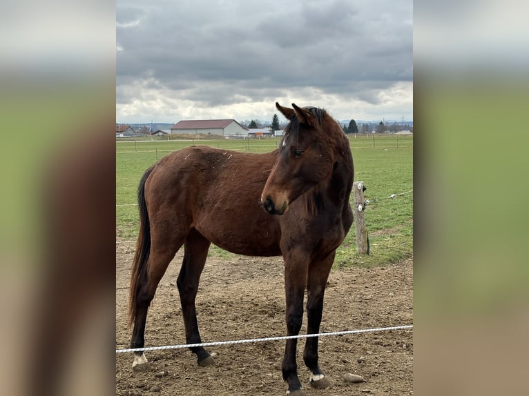 German Sport Horse Mare 2 years 16,3 hh Brown in Marktoberdorf