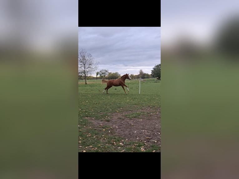 German Sport Horse Mare 2 years 16,3 hh in Zett