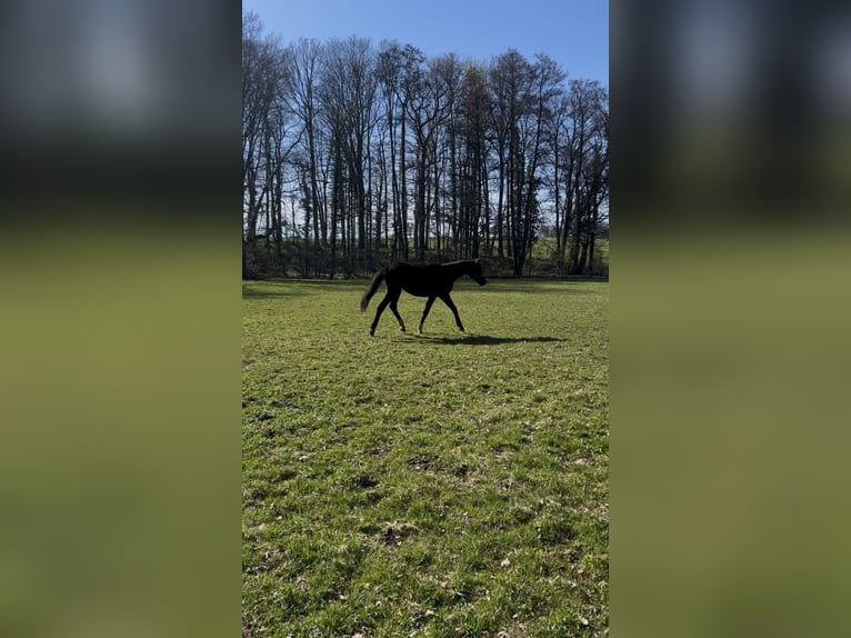 German Sport Horse Mare 2 years 17.1 hh Brown in Geithain