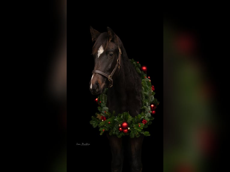 German Sport Horse Mare 2 years 17.1 hh Brown in Geithain