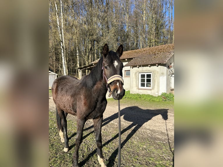 German Sport Horse Mare 2 years 17.1 hh Brown in Geithain