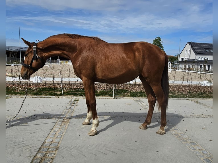 German Sport Horse Mare 2 years 17,1 hh Chestnut-Red in Neupotz