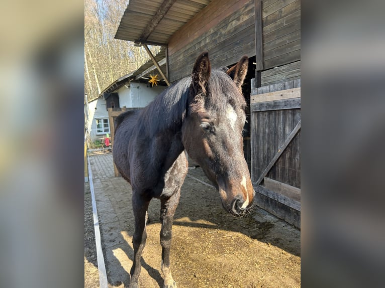 German Sport Horse Mare 2 years 17,1 hh Brown in Geithain