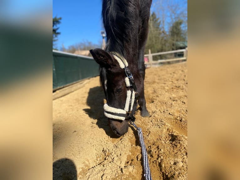 German Sport Horse Mare 2 years Bay-Dark in Schweppenhausen