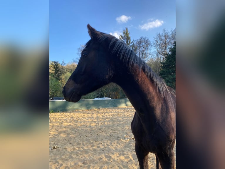 German Sport Horse Mare 2 years Bay-Dark in Schweppenhausen