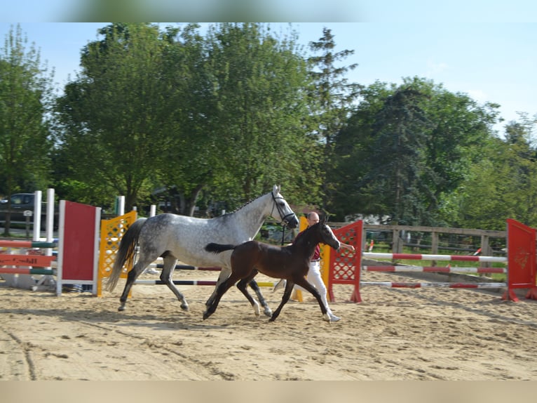 German Sport Horse Mare 2 years Can be white in HopfgartenGrammetal