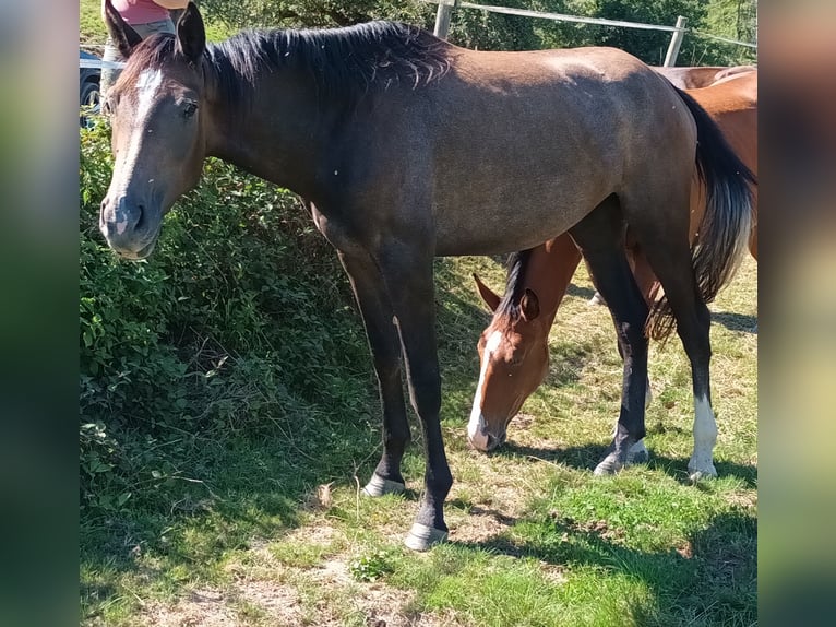 German Sport Horse Mare 2 years Can be white in Michelstadt