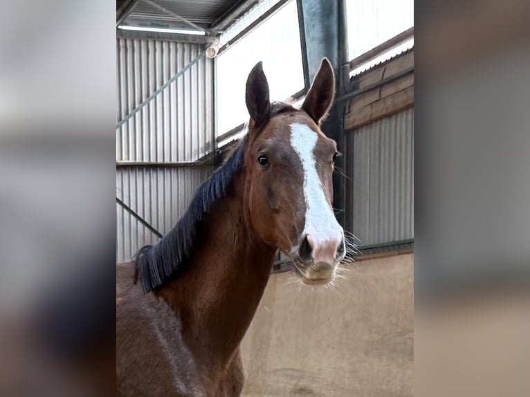 German Sport Horse Mare 2 years Chestnut in Burgthann