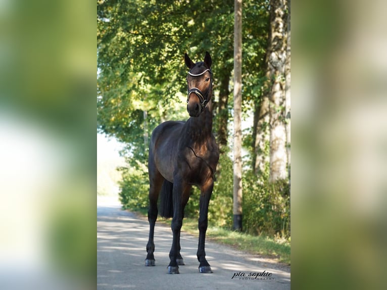 German Sport Horse Mare 3 years 15.1 hh Bay-Dark in Illertissen