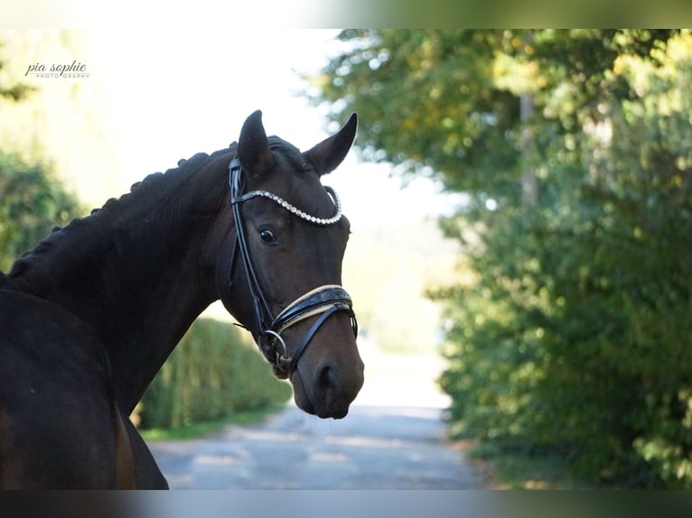 German Sport Horse Mare 3 years 15.1 hh Bay-Dark in Illertissen