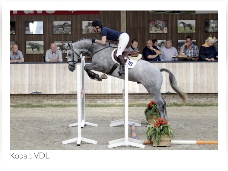 German Sport Horse Mare 3 years 15.1 hh Bay-Dark in Werder an der Havel