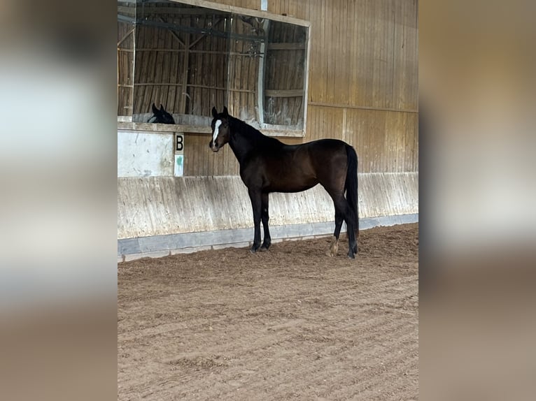 German Sport Horse Mare 3 years 15.1 hh Brown in Aurach