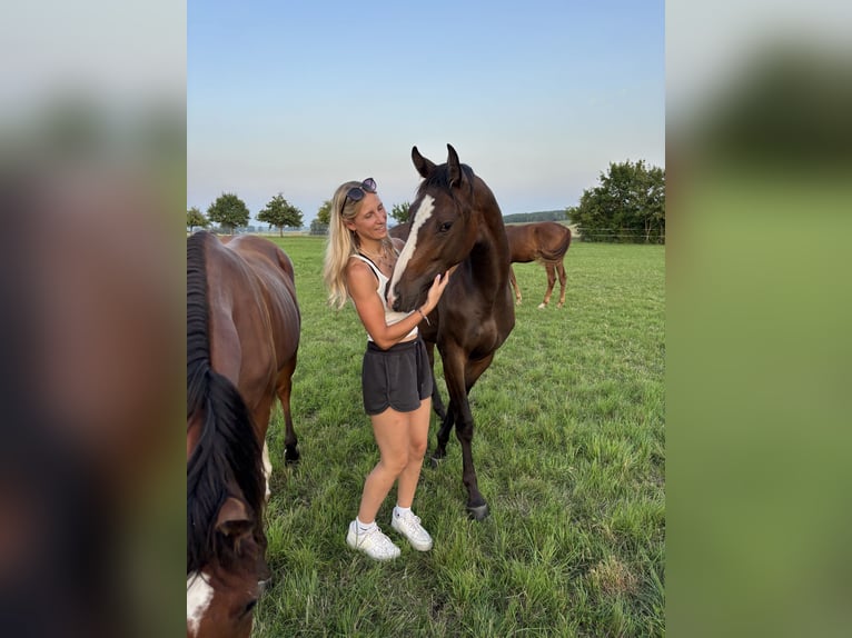 German Sport Horse Mare 3 years 15.1 hh Brown in Aurach