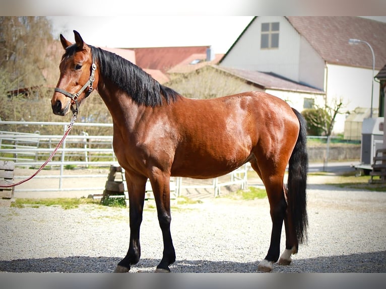 German Sport Horse Mare 3 years 15.1 hh Brown in Ertingen