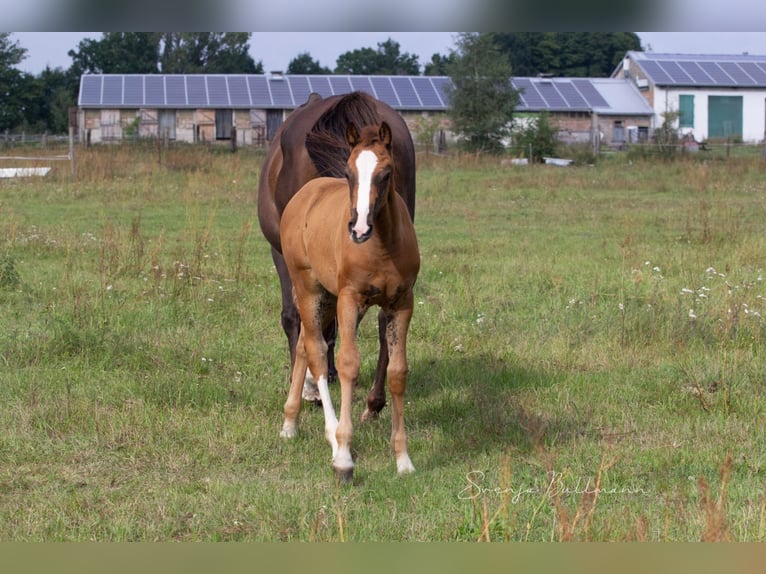 German Sport Horse Mare 3 years 15,1 hh Chestnut in Rehagen