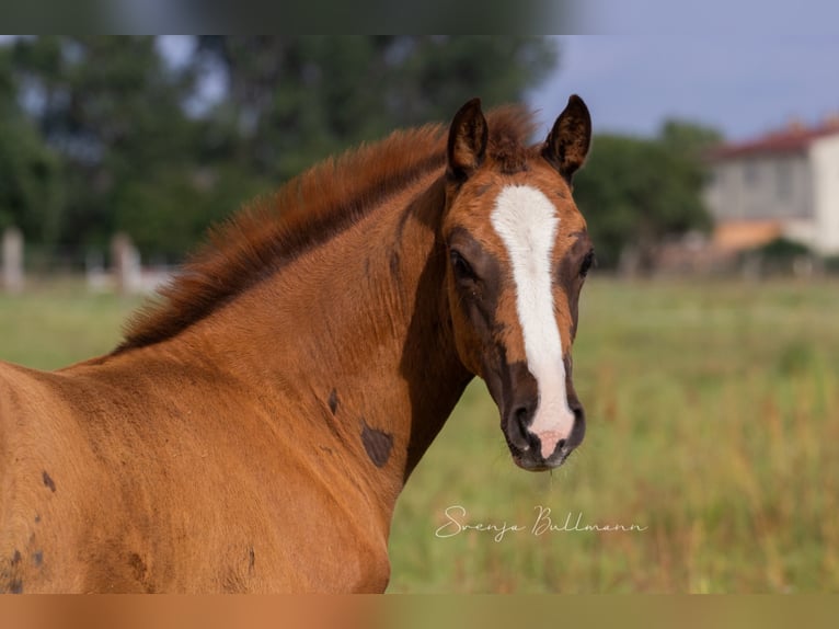 German Sport Horse Mare 3 years 15,1 hh Chestnut in Rehagen