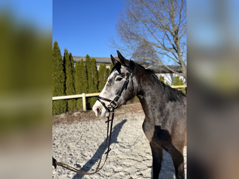 German Sport Horse Mare 3 years 15.1 hh Grey-Dapple in Kolkwitz