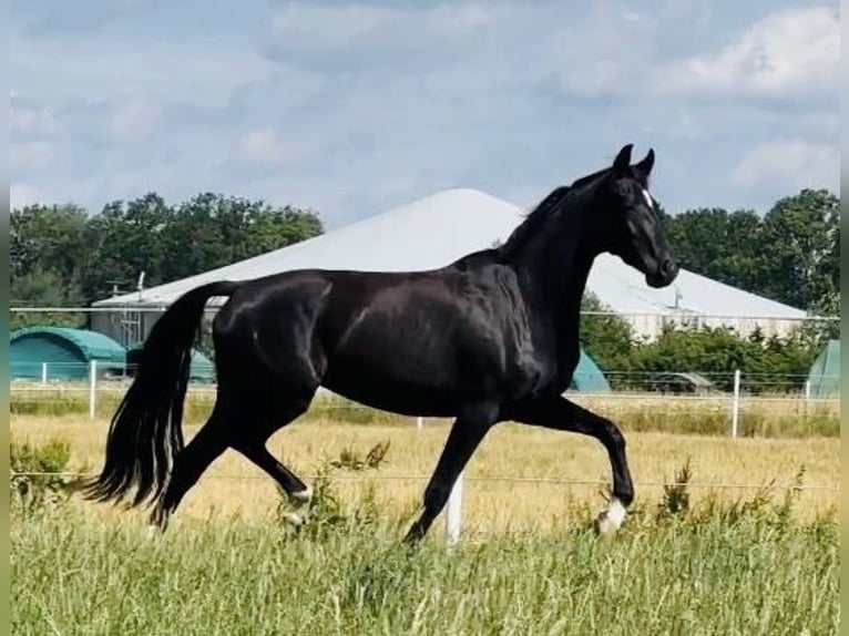 German Sport Horse Mare 3 years 15.2 hh Black in Hankensbüttel