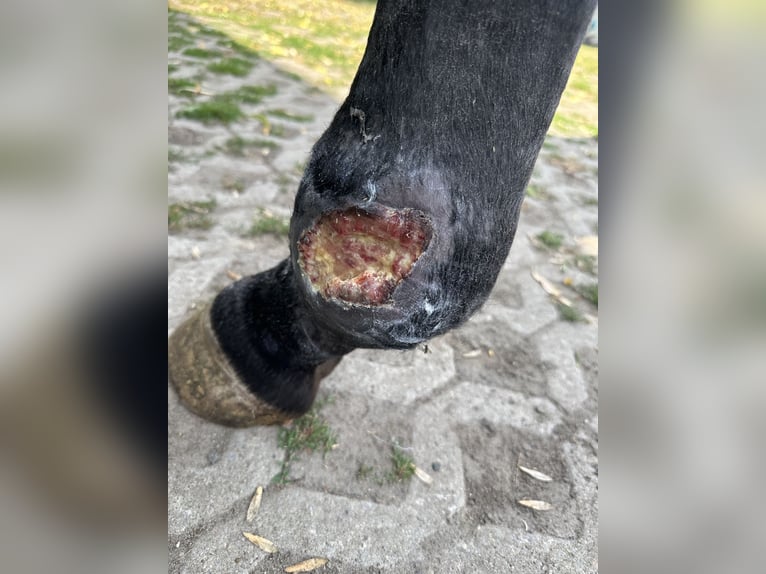 German Sport Horse Mare 3 years 15.2 hh Brown in Nauen
