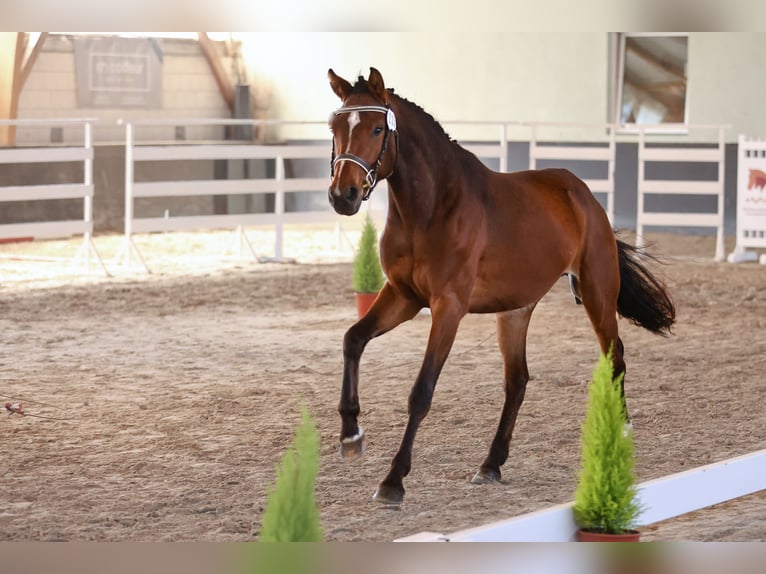 German Sport Horse Mare 3 years 15.2 hh Brown in Nauen