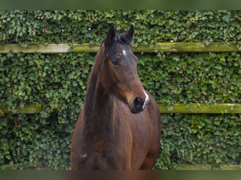 German Sport Horse Mare 3 years 15.2 hh Brown in Waddinxveen