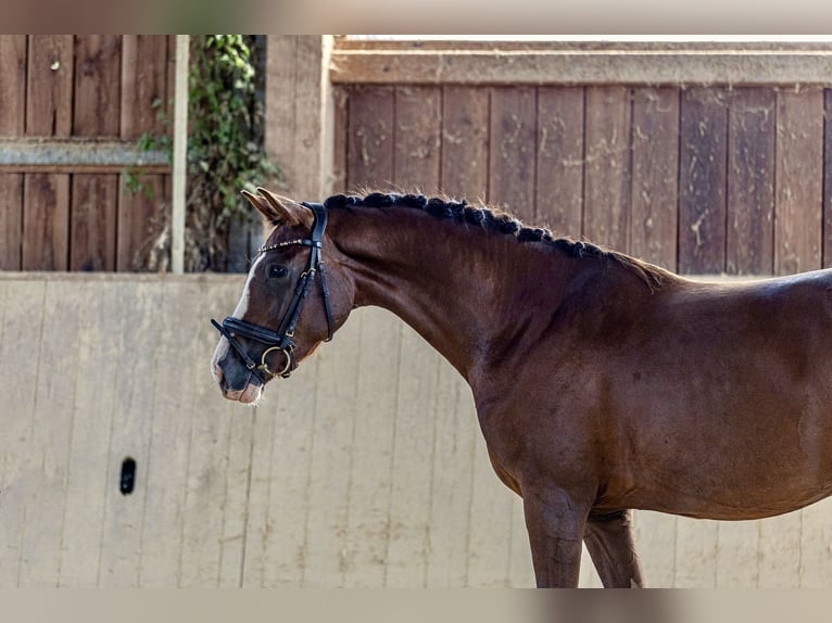 German Sport Horse Mare 3 years 15,2 hh Chestnut in Kraiburg am Inn
