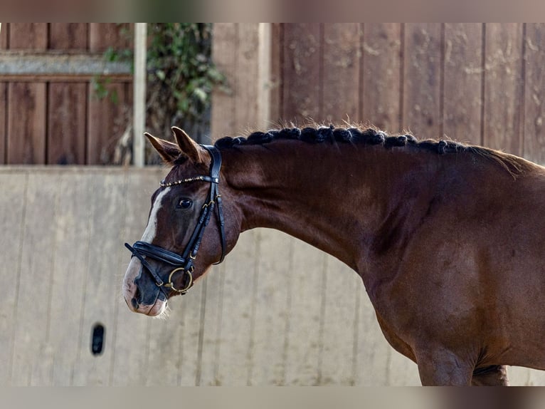 German Sport Horse Mare 3 years 15,2 hh Chestnut in Kraiburg am Inn