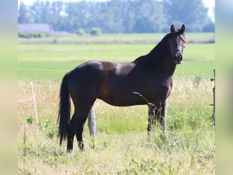 German Sport Horse Mare 3 years 15,3 hh Black in Zehdenick