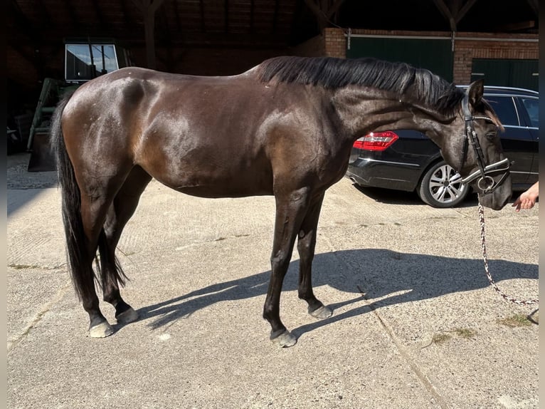 German Sport Horse Mare 3 years 15.3 hh Black in Wendeburg