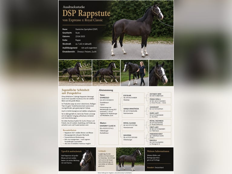 German Sport Horse Mare 3 years 15.3 hh Black in Oettingen