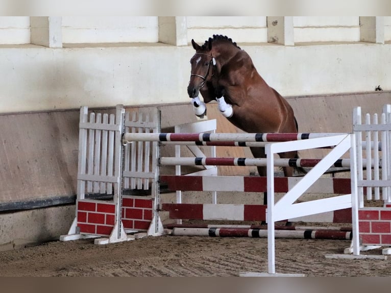 German Sport Horse Mare 3 years 15,3 hh Brown in Buckautal