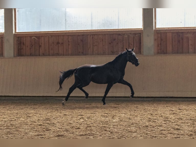 German Sport Horse Mare 3 years 15,3 hh Smoky-Black in Kraiburg am Inn