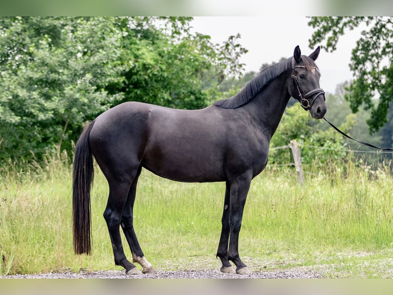 German Sport Horse Mare 3 years 15,3 hh Smoky-Black in Kraiburg am Inn