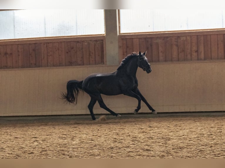 German Sport Horse Mare 3 years 15,3 hh Smoky-Black in Kraiburg am Inn