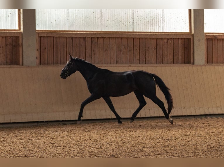 German Sport Horse Mare 3 years 15,3 hh Smoky-Black in Kraiburg am Inn