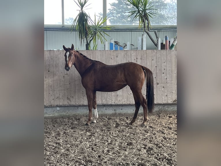 German Sport Horse Mare 3 years 15 hh Chestnut-Red in Mengen