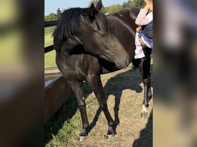 German Sport Horse Mare 3 years 15,1 hh Bay-Dark in Werder an der Havel