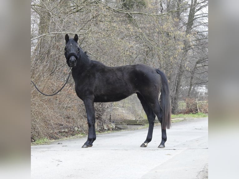 German Sport Horse Mare 3 years 15,1 hh  in Verl