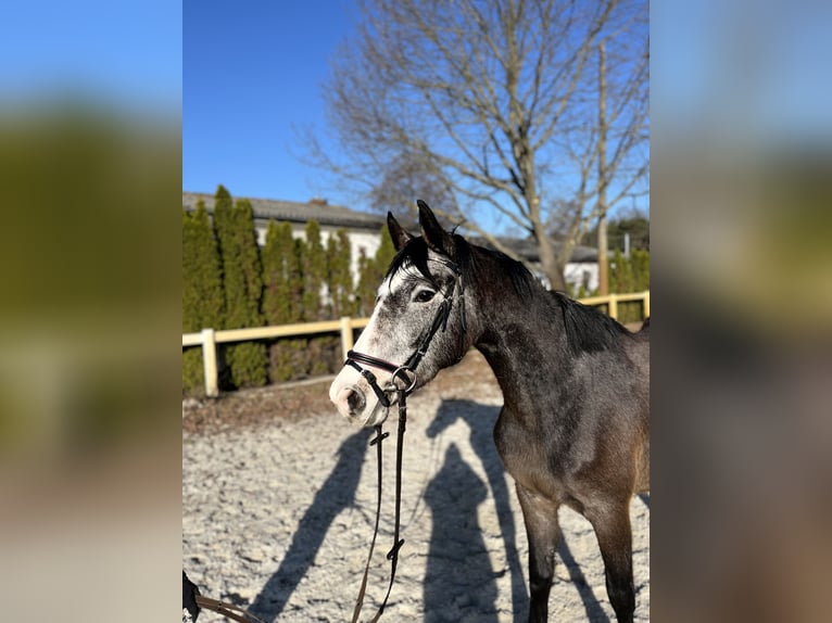 German Sport Horse Mare 3 years 15,1 hh Grey-Dapple in Kolkwitz