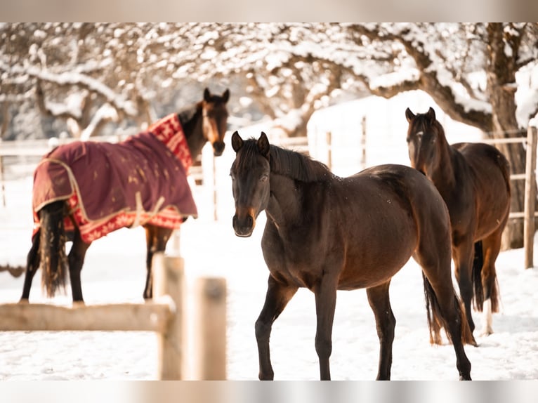 German Sport Horse Mare 3 years 15,2 hh Bay-Dark in Wangen im Allgäu