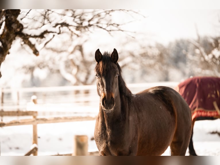 German Sport Horse Mare 3 years 15,2 hh Bay-Dark in Wangen im Allgäu