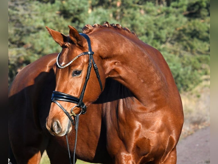 German Sport Horse Mare 3 years 15,2 hh Chestnut-Red in Kamern