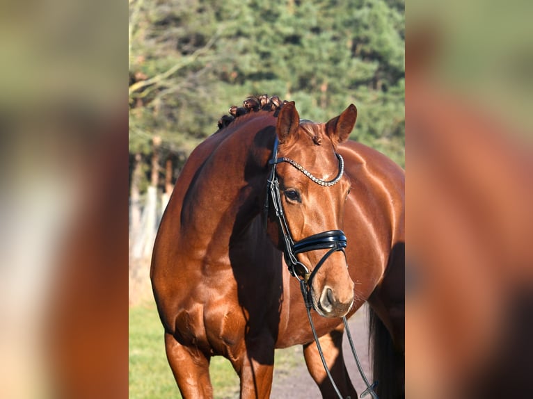 German Sport Horse Mare 3 years 15,2 hh Chestnut-Red in Kamern